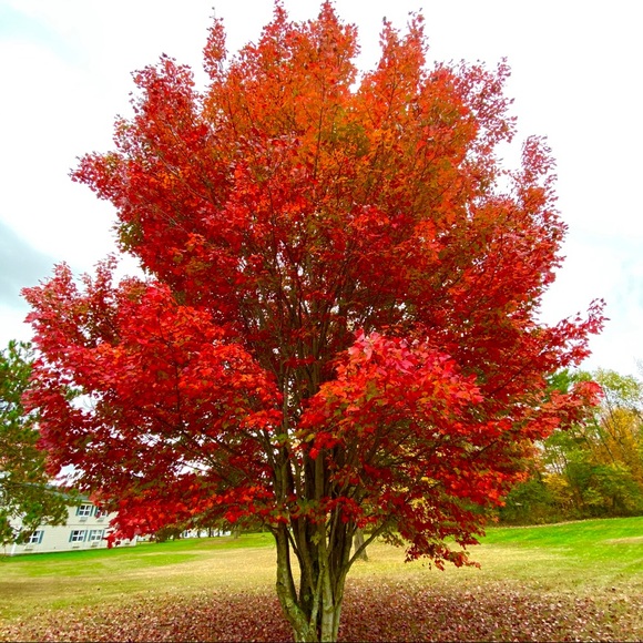 VERMONT ๐๐๐ - Picture 1 of 1